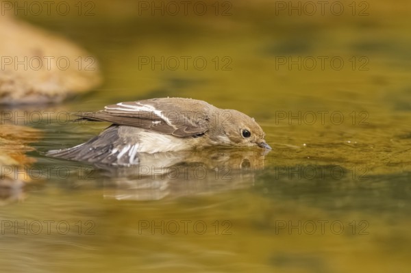 European Pied Flycatcher (Ficedula hypoleuca) bathing at a water pool, Pinos, Solsona, Catalonia,