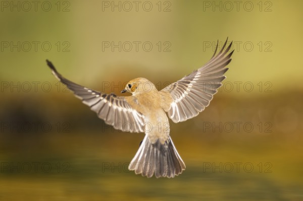 European Pied Flycatcher (Ficedula hypoleuca) in flight at a water pool, Pinos, Solsona, Catalonia,