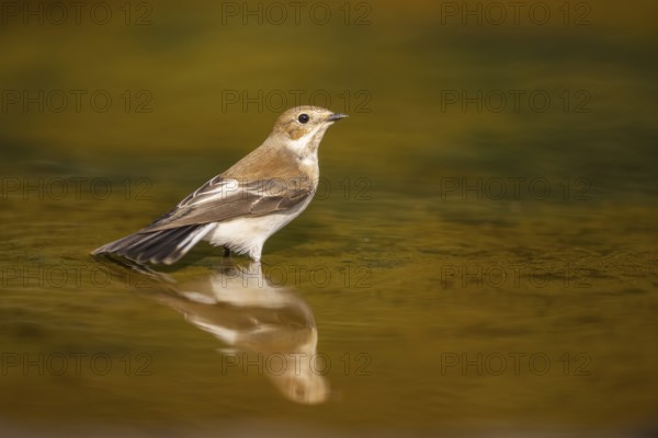 European Pied Flycatcher (Ficedula hypoleuca) bathing at a water pool, Pinos, Solsona, Catalonia,