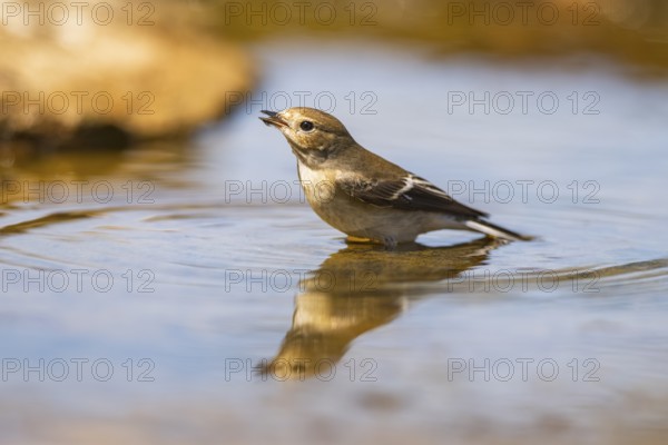 European Pied Flycatcher (Ficedula hypoleuca) bathing at a water pool, Pinos, Solsona, Catalonia,
