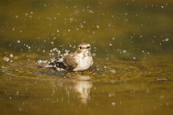 European Pied Flycatcher (Ficedula hypoleuca) bathing at a water pool, Pinos, Solsona, Catalonia,