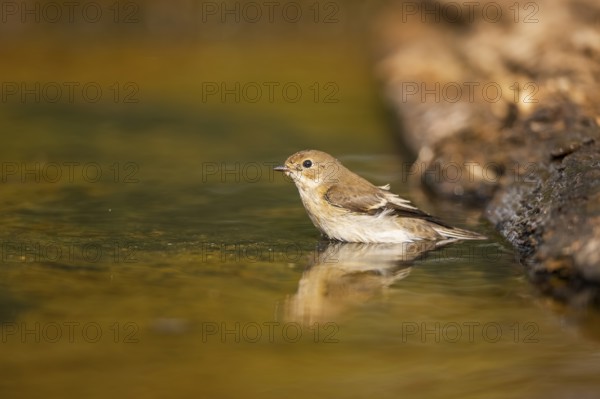 European Pied Flycatcher (Ficedula hypoleuca) bathing at a water pool, Pinos, Solsona, Catalonia,