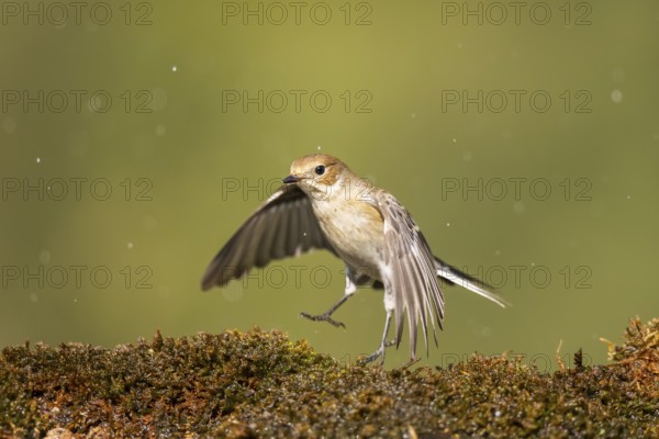 European Pied Flycatcher (Ficedula hypoleuca) in flight at a water pool, Pinos, Solsona, Catalonia,