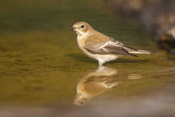 European Pied Flycatcher (Ficedula hypoleuca) bathing at a water pool, Pinos, Solsona, Catalonia,