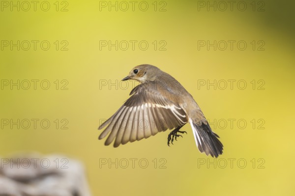 European Pied Flycatcher (Ficedula hypoleuca) in flight at a water pool, Pinos, Solsona, Catalonia,