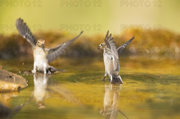 European Pied Flycatcher (Ficedula hypoleuca) in flight at a water pool, Pinos, Solsona, Catalonia,
