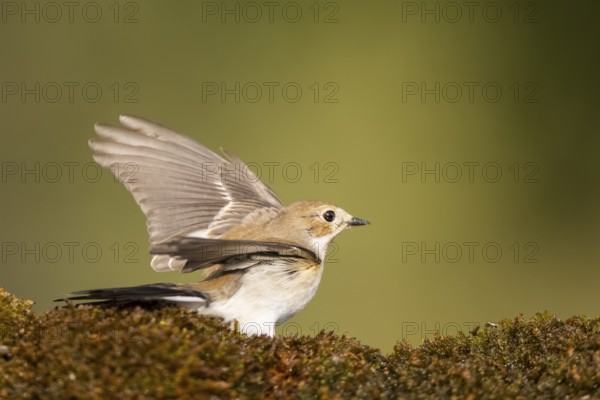 European Pied Flycatcher (Ficedula hypoleuca) in flight at a water pool, Pinos, Solsona, Catalonia,