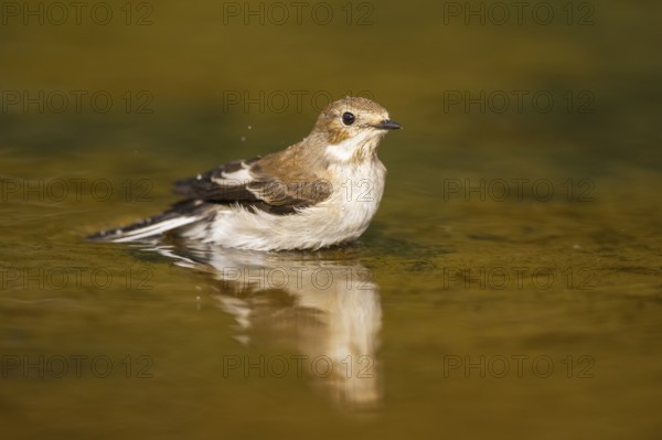 European Pied Flycatcher (Ficedula hypoleuca) bathing at a water pool, Pinos, Solsona, Catalonia,
