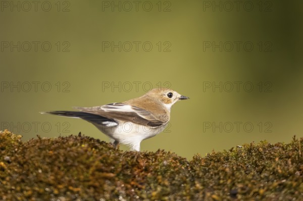 European Pied Flycatcher (Ficedula hypoleuca) sitting in moss in a forest, Pinos, Solsona,
