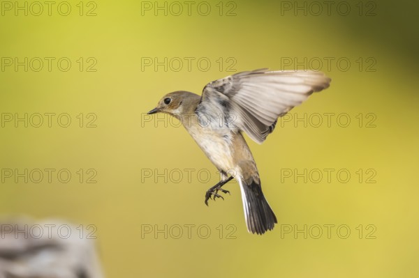 European Pied Flycatcher (Ficedula hypoleuca) in flight at a water pool, Pinos, Solsona, Catalonia,