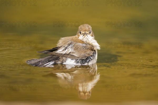 European Pied Flycatcher (Ficedula hypoleuca) bathing at a water pool, Pinos, Solsona, Catalonia,