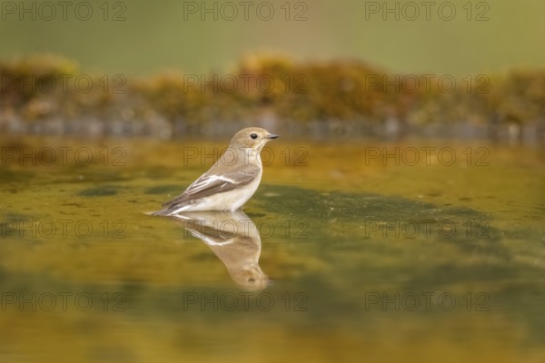 European Pied Flycatcher (Ficedula hypoleuca) bathing at a water pool, Pinos, Solsona, Catalonia,