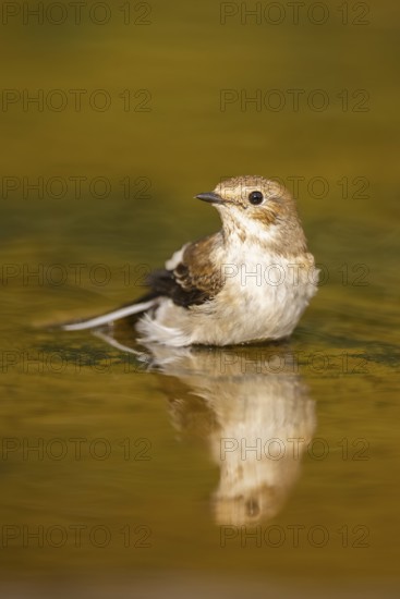 European Pied Flycatcher (Ficedula hypoleuca) bathing at a water pool, Pinos, Solsona, Catalonia,