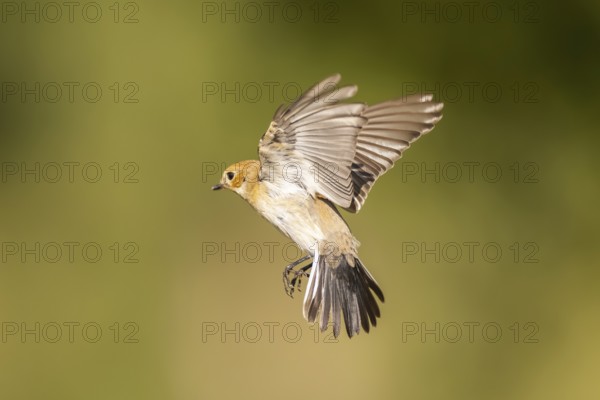 European Pied Flycatcher (Ficedula hypoleuca) in flight at a water pool, Pinos, Solsona, Catalonia,
