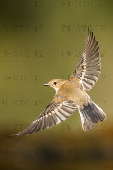European Pied Flycatcher (Ficedula hypoleuca) in flight at a water pool, Pinos, Solsona, Catalonia,