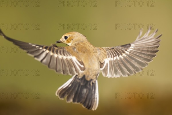 European Pied Flycatcher (Ficedula hypoleuca) in flight at a water pool, Pinos, Solsona, Catalonia,