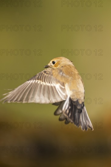 European Pied Flycatcher (Ficedula hypoleuca) in flight at a water pool, Pinos, Solsona, Catalonia,