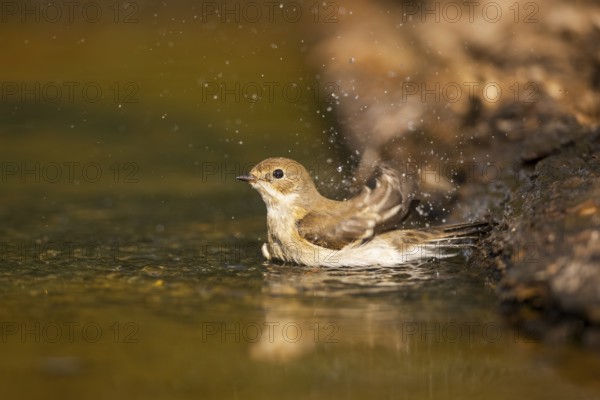 European Pied Flycatcher (Ficedula hypoleuca) bathing at a water pool, Pinos, Solsona, Catalonia,