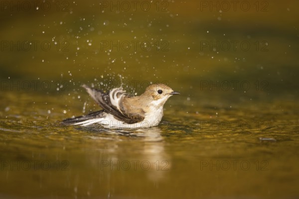 European Pied Flycatcher (Ficedula hypoleuca) bathing at a water pool, Pinos, Solsona, Catalonia,