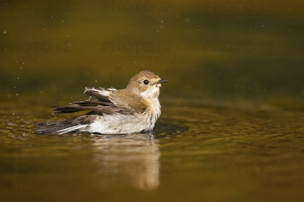 European Pied Flycatcher (Ficedula hypoleuca) bathing at a water pool, Pinos, Solsona, Catalonia,