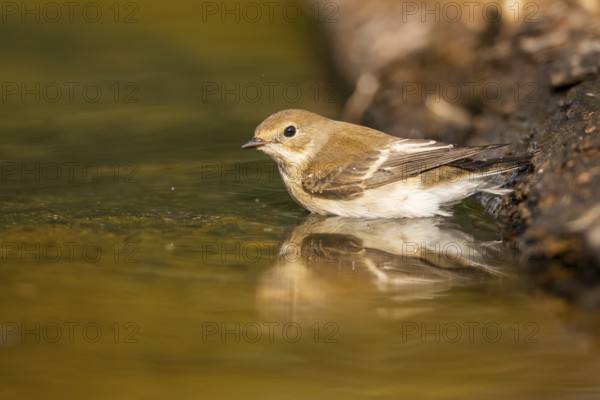 European Pied Flycatcher (Ficedula hypoleuca) bathing at a water pool, Pinos, Solsona, Catalonia,