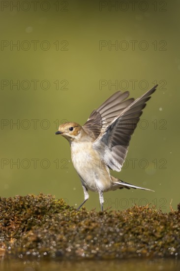 European Pied Flycatcher (Ficedula hypoleuca) in flight at a water pool, Pinos, Solsona, Catalonia,