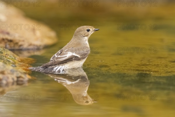 European Pied Flycatcher (Ficedula hypoleuca) bathing at a water pool, Pinos, Solsona, Catalonia,