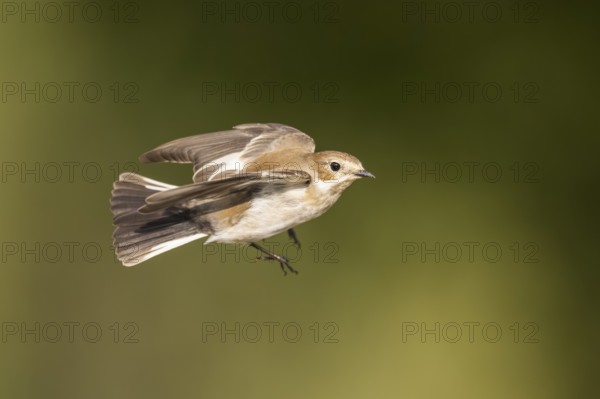 European Pied Flycatcher (Ficedula hypoleuca) in flight at a water pool, Pinos, Solsona, Catalonia,