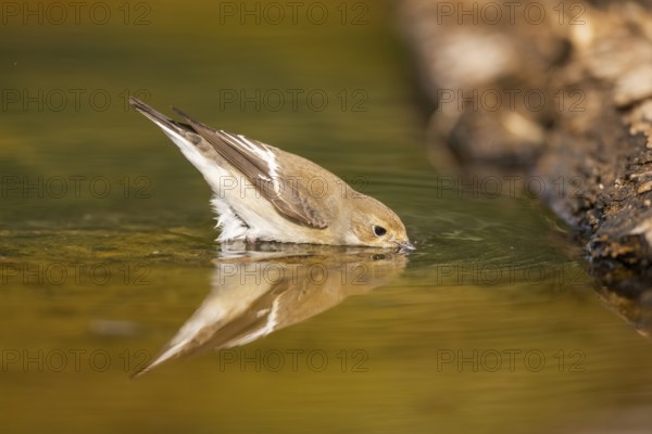 European Pied Flycatcher (Ficedula hypoleuca) bathing at a water pool, Pinos, Solsona, Catalonia,