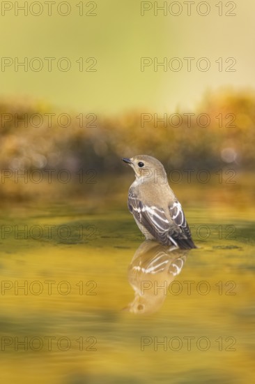 European Pied Flycatcher (Ficedula hypoleuca) bathing at a water pool, Pinos, Solsona, Catalonia,
