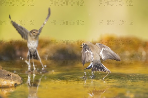 European Pied Flycatcher (Ficedula hypoleuca) in flight at a water pool, Pinos, Solsona, Catalonia,