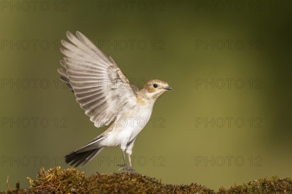 European Pied Flycatcher (Ficedula hypoleuca) in flight at a water pool, Pinos, Solsona, Catalonia,