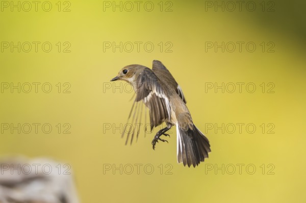 European Pied Flycatcher (Ficedula hypoleuca) in flight at a water pool, Pinos, Solsona, Catalonia,