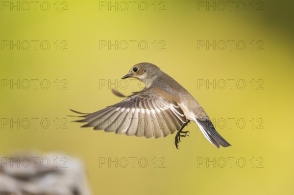 European Pied Flycatcher (Ficedula hypoleuca) in flight at a water pool, Pinos, Solsona, Catalonia,