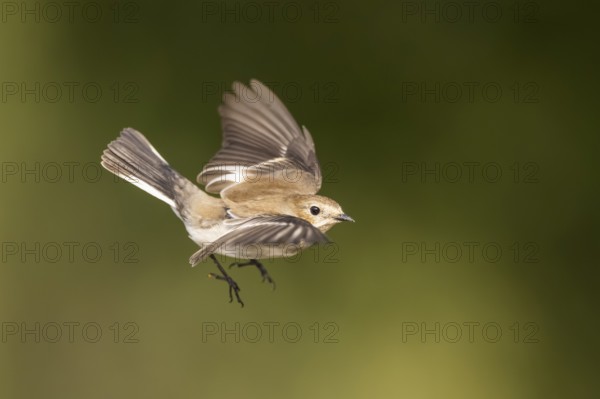 European Pied Flycatcher (Ficedula hypoleuca) in flight at a water pool, Pinos, Solsona, Catalonia,