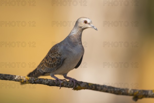 European turtle dove (Streptopelia turtur) sitting on a tree branch in a forest, Pinos, Solsona,
