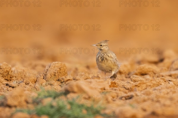 Theclal lark (Galerida theklae) on a farmers field, Belchite, Aragon, Saragossa, Spain