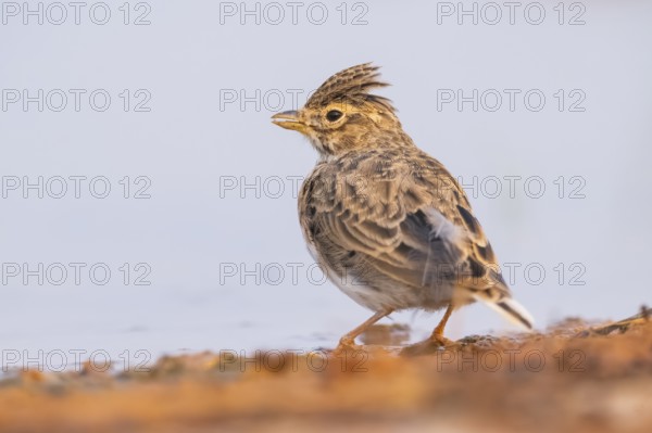 Theclal lark (Galerida theklae) on a farmers field, Belchite, Aragon, Saragossa, Spain