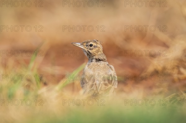 Theclal lark (Galerida theklae) on a farmers field, Belchite, Aragon, Saragossa, Spain