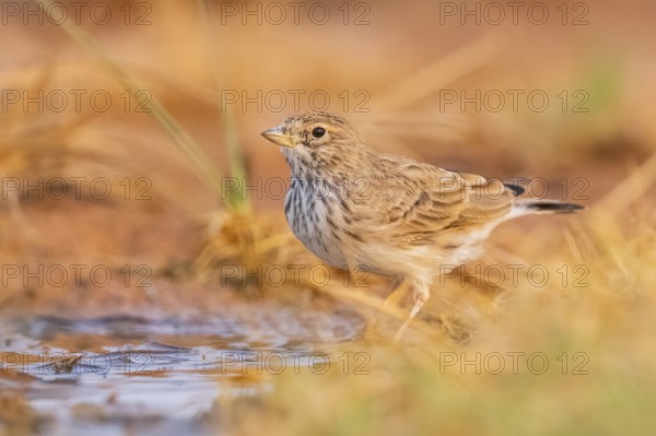Meadow Pipit (Anthus pratensis) on a farmers field, Belchite, Aragon, Saragossa, Spain