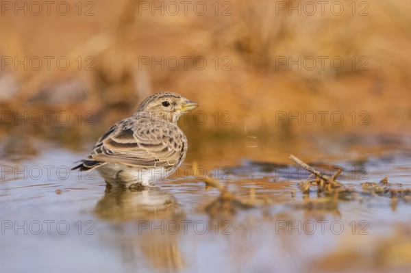 Meadow Pipit (Anthus pratensis) on a farmers field, Belchite, Aragon, Saragossa, Spain