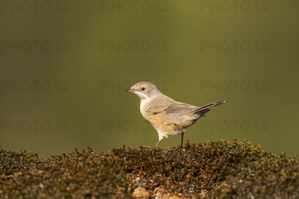 Western subalpine warbler (Curruca iberiae) sitting on a moss in a forest, Pinos, Solsona,