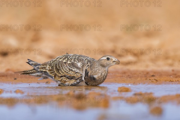 Black-bellied Sandgrouse (Pterocles orientalis) on a farmers field, Belchite, Aragon, Saragossa,