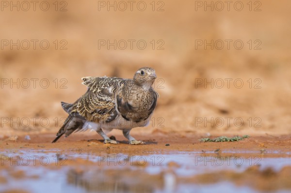 Black-bellied Sandgrouse (Pterocles orientalis) on a farmers field, Belchite, Aragon, Saragossa,