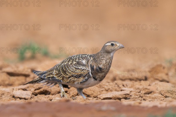Black-bellied Sandgrouse (Pterocles orientalis) on a farmers field, Belchite, Aragon, Saragossa,