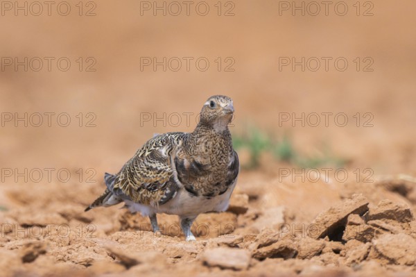 Black-bellied Sandgrouse (Pterocles orientalis) on a farmers field, Belchite, Aragon, Saragossa,