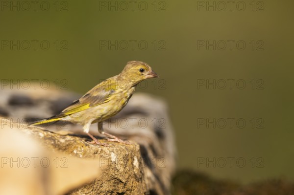 European greenfinch (Chloris chloris) sitting on a rock, Pinos, Solsona, Catalonia, Spain