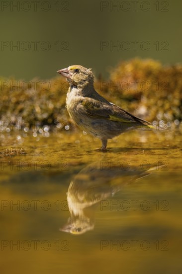 European greenfinch (Chloris chloris) at a water pool, Pinos, Solsona, Catalonia, Spain
