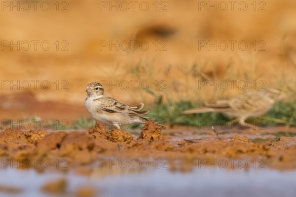 Greater short-toed lark (Calandrella brachydactyla) on a farmers field, Belchite, Aragon,