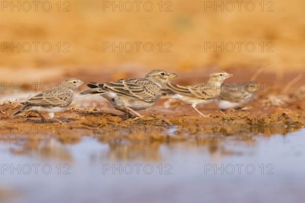 Greater short-toed lark (Calandrella brachydactyla) on a farmers field, Belchite, Aragon,